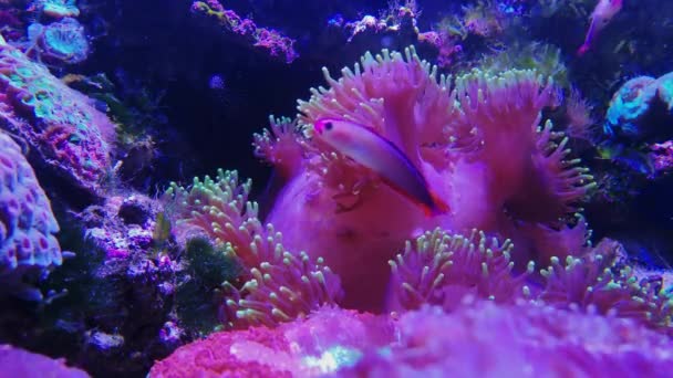 Euphyllia glabrescens Fungiídeos coral cogumelo rosa — Vídeo de Stock