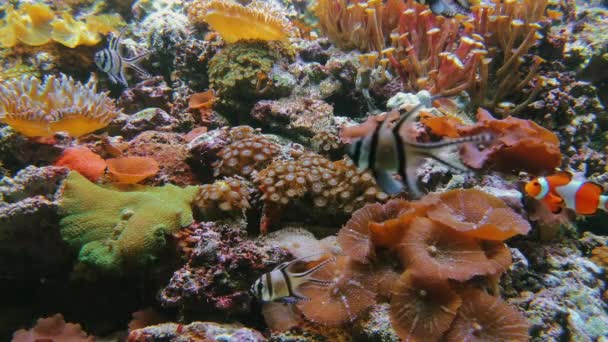 Payaso anemonefish y peces exóticos nadan, arrecife de coral — Vídeos de Stock