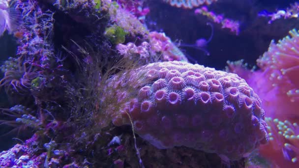 Bevorzugt Gehirnkorallen, Weich- und Steinkorallen am Riff — Stockvideo
