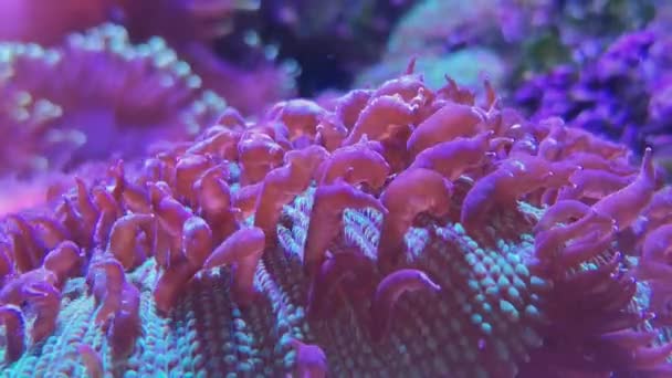 ピンクの海藻、ヒント付きの柔らかいサンゴ、水中 — ストック動画