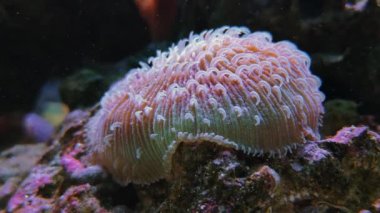 Kısa dokunaçdilleri ile Plaka pembe mercan