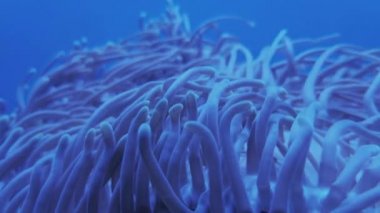 Akvaryumda deniz anemon yüzen Clownfish