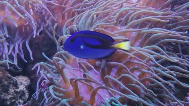 Blue palette surgeonfish and anemone seaweed, tank — Stock Video