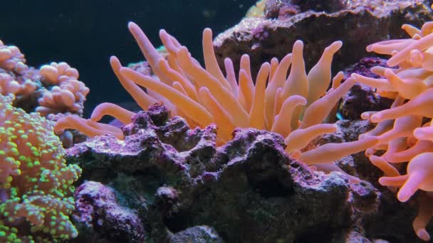 Rojo largo tentáculo punta antorcha coral en acuario — Vídeo de stock
