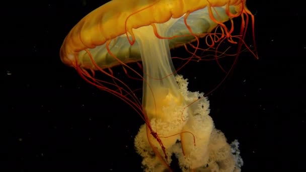 Tengeri csalán, Pholidophorusnak scyphozoan sárga medúza — Stock videók