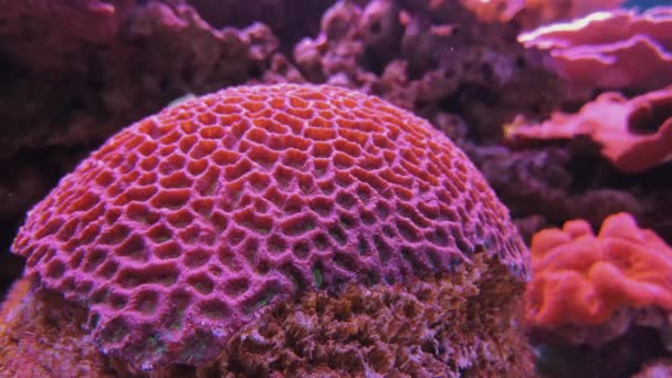 Ossipora sp. corallo subacqueo rosa, calice faviidi — Video Stock