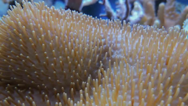 Grandes corales pedregosos pólipos, Galaxea sp. Acrópidos — Vídeo de stock