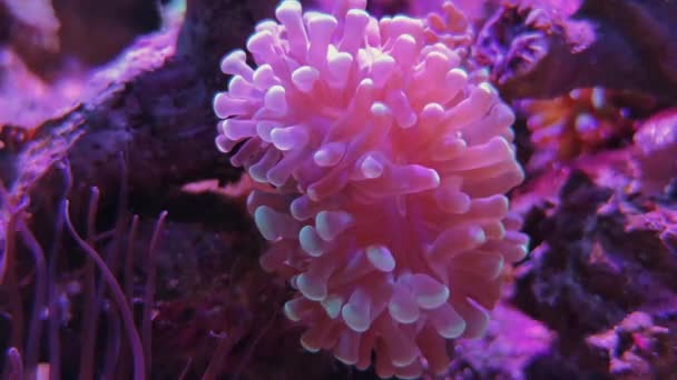 Розовый пузырь кончик анемона. Бак с морской водой, морской мир — стоковое видео