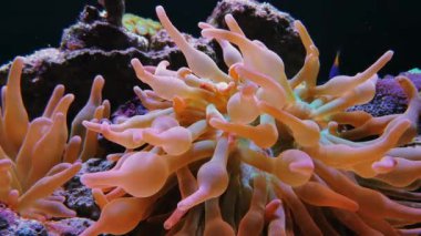 Akvaryumda kırmızı uzun tentacle ucu meşale mercan
