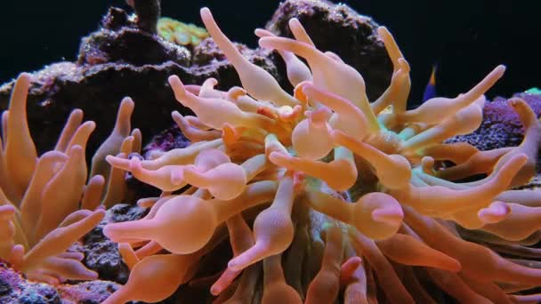 Rosso lungo tentacolo punta torcia corallo in acquario — Video Stock