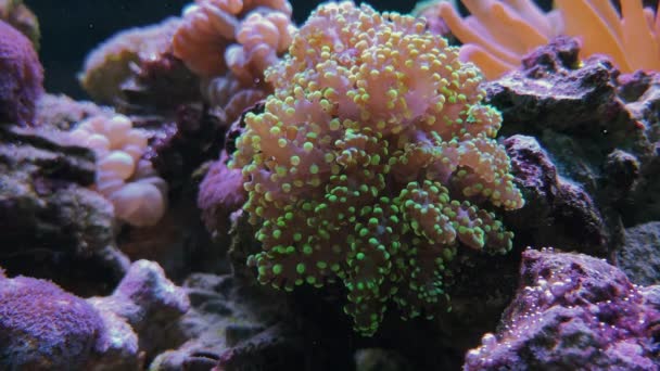 Bubble tip anemone and Euphyllia, fungiidae corals — Stock Video