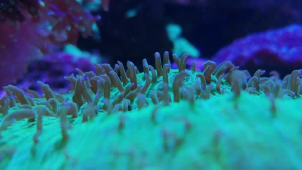 Galaxea sp., acropids large polyp stony corals — Stock Video