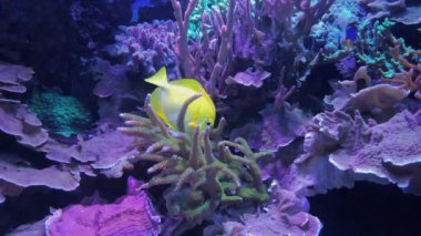 Aurelia aurita denizanası yüzen, turkuaz su