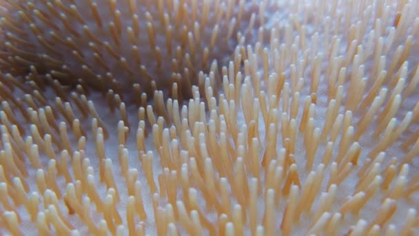 Toadstool mantar mercan , Euphyllia glabrescens — Stok video