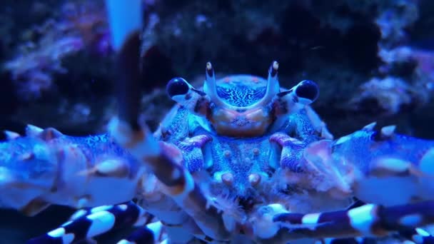 刺松的岩石华丽的龙虾，点缀的甲壳类动物 — 图库视频影像