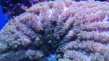 Plerogyra sinuosa dallanma kabarcık üzüm mercan