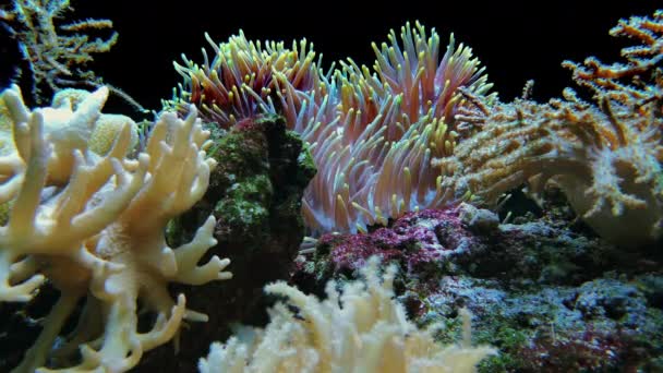 Anemonia sulcata, Lobophytum sp. sobre los arrecifes de coral — Vídeos de Stock