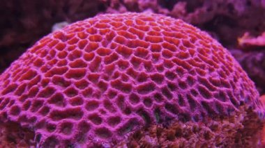 Favities Retiformis, akvaryumda Goniastrea mercan