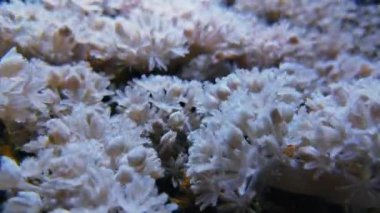 Tuzlu su akvaryumunda mor zonklayan Xenia Sp.