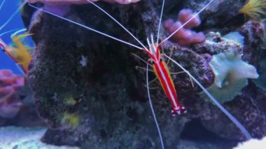 Lysmata debelius karides chrysiptera cyanea, mercan