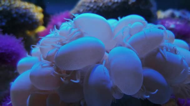 Coral de uva de bolha ramificada, Plerogyra sinuosa — Vídeo de Stock