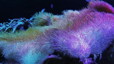 Pembe Heliofungia actiniformis kısa dokunaç mercan