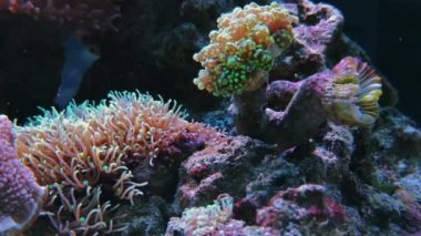 Görüntüleri Anemonia sulcata, Boncuk anemon actinia