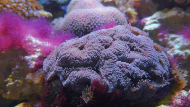 Plate coral ecosia, coral reefs underwater world — Stock Video