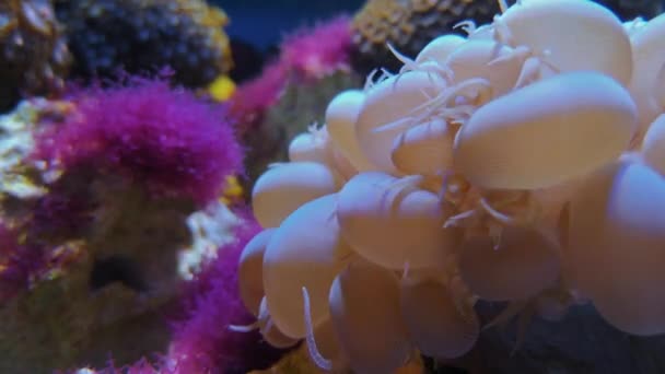 Uva de burbuja ramificada coral, Plerogyra sinuosa — Vídeo de stock