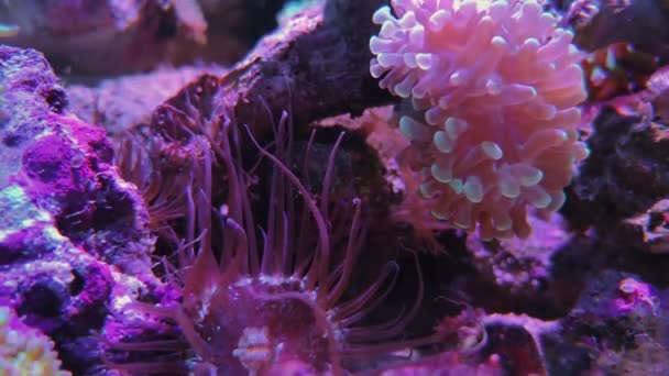 バブルチップアネモン、ピンクのアクロポラサンゴ、水族館 — ストック動画