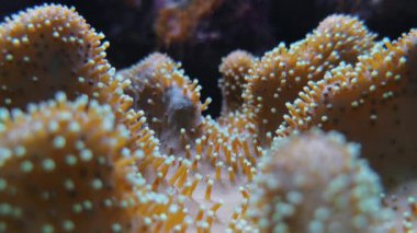 Acropids büyük polip taşlı mercanlar, Galaxea sp.