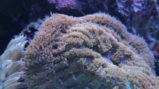 Plerogyra sinuosa – měkká korálová špička v nádrži — Stock video