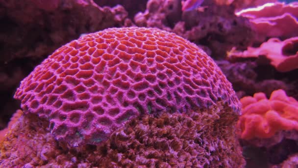 Favities Retiformis, az akváriumban Goniastrea korall — Stock videók