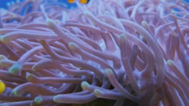 Amphiprioninae palyaço balığı deniz anemon yuvalanmış