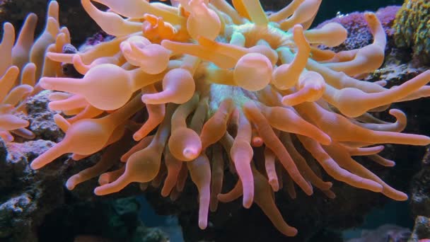 Algas rosadas, corales suaves con burbujas, bajo el agua — Vídeo de stock