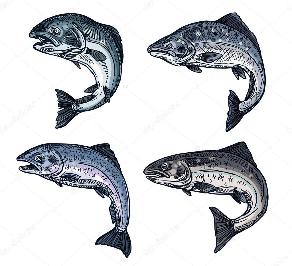 Salmon sketch fish, fishing catch icon