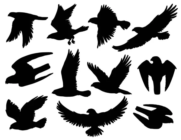 Pájaro águila siluetas negras de halcón y halcón — Vector de stock