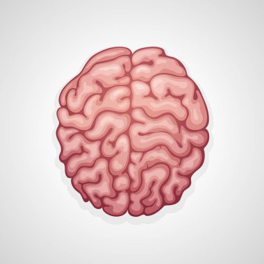 Beyin, insan organı, fikir ve tıbbi nöroloji