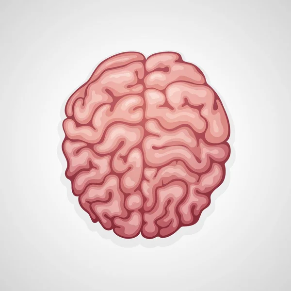 Mózg, ludzkie narządy, idea i Neurologia medyczna — Wektor stockowy