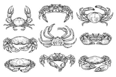 Crustacean marine crab animal sketches clipart