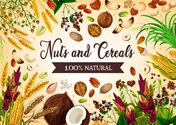 Getreide und Nüsse, Samen und Körner — Stockvektor