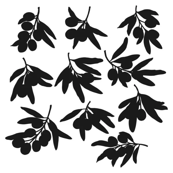 Rami di ulivo e foglie silhouette, vettore — Vettoriale Stock