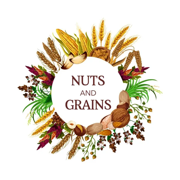 Nueces y granos de cereales, granos y semillas — Vector de stock