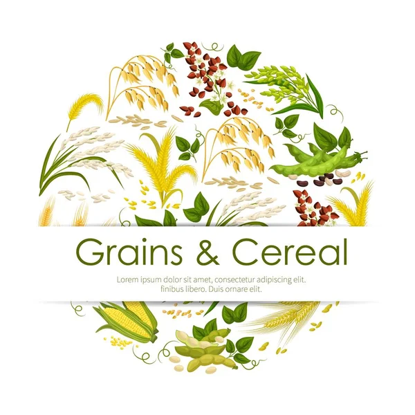 Banner vectorial de cereales, granos y semillas — Vector de stock