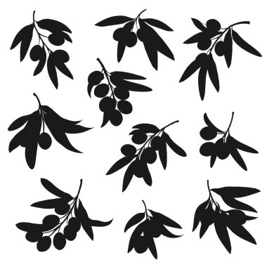 Meyveli, siyah siluetli zeytin dalı