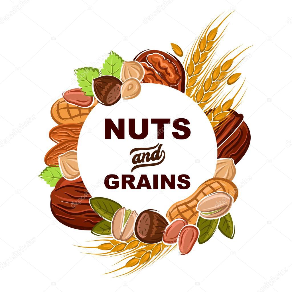 Nuts and cereal grains vector design of health food and superfood. Peanut, almond and hazelnut, walnut, pistachio and wheat frame with peels, pilled kernels and green leaves
