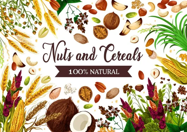 Nüsse, Getreide und Getreide, natürliche Lebensmittel — Stockvektor