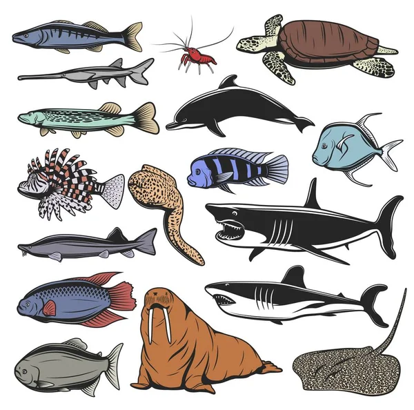 Animales Marinos Peces Tortugas Personajes Dibujos Animados Aislados Tortuga Marina — Vector de stock