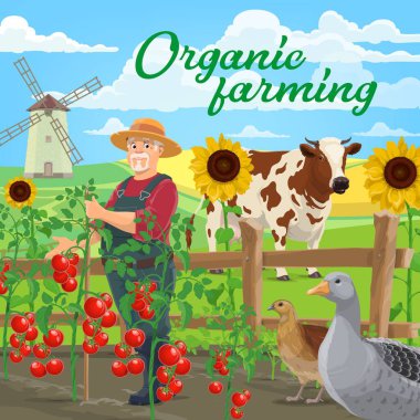 Organik tarım ürünleri, vektör tarım. Sebze ve hayvan çiftliğinde, tarlada ve bahçede inek, kaz ve tüy, yel değirmeni, domates ve ayçiçeği ile çitin yanında, ekolojik bahçe.