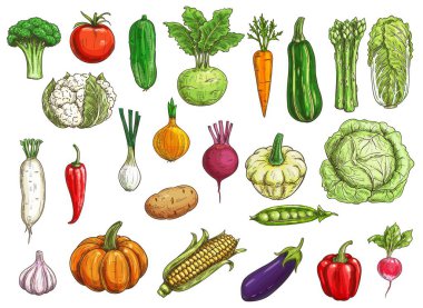 Çiftlik sebzeleri izole edilmiş vektör çizimi. Karnabahar ve turp, soğan ve sarımsak, kohlrabi lahanası, balkabağı, bezelye, biber ve dolma, mısır ve havuç, pancar ve patlıcan, domates ve patates kabağı.